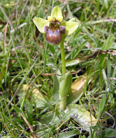 Ophrys bombyliflora