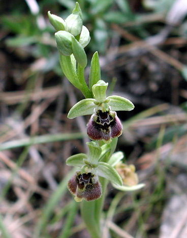 Ophrys bornmuelleri ssp grandiflora