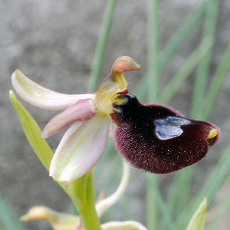 Ophrys flavicans close