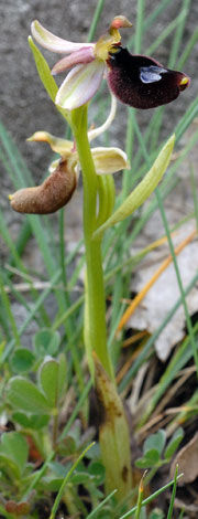 Ophrys flavicans whole side