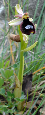 Ophrys flavicans front whole