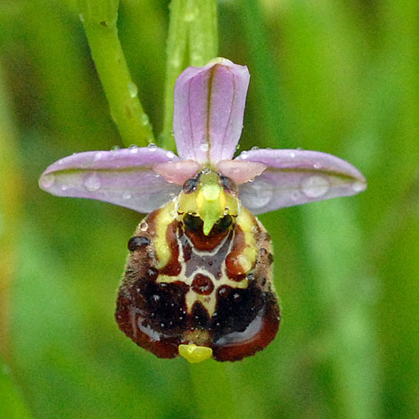 Ophrys fuciflora close