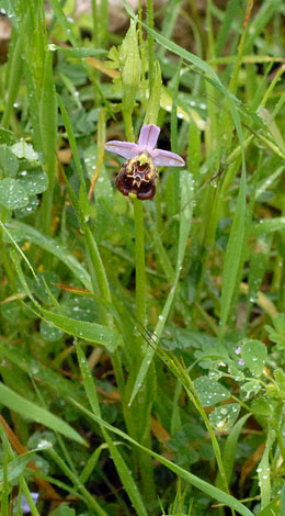Ophrys fuciflora whole