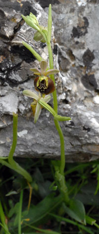 Ophrys fuciflora ssp parvimaculata whole