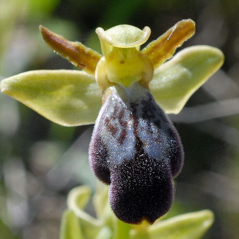 Ophrys fusca close