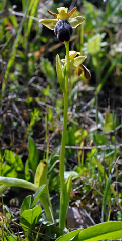 Ophrys fusca whole