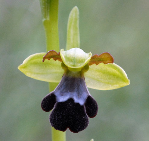 Ophrys iricolor flower