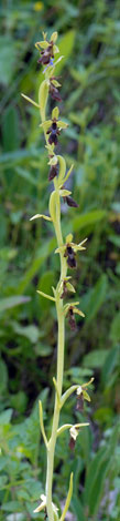Ophrys inesctifera Pyrenees whole