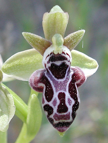 European Wild Plant: Ophrys kotschyi Cyprus Bee Orchid