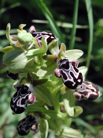 European Wild Plant: Ophrys kotschyi Cyprus Bee Orchid