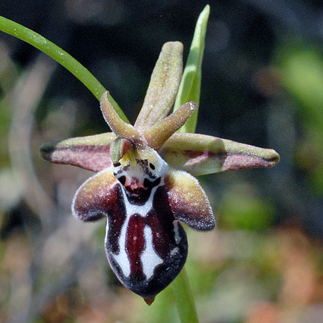 Ophrys kotschyi ssp cretica close
