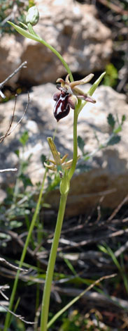 Ophrys kotschyi ssp cretica whole