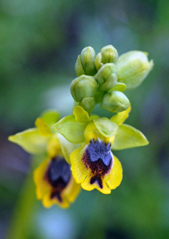 Ophrys lutea ssp galilaea close