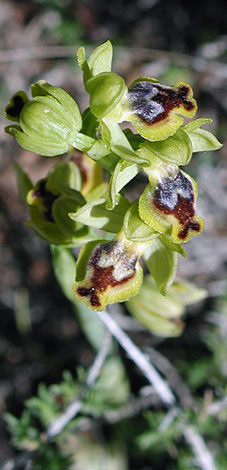 Ophrys lutea ssp galilaea from Cyprus