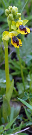 Ophrys lutea ssp galilaea whole