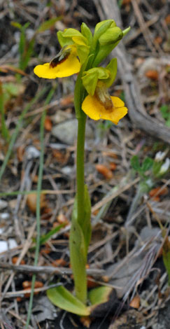 Ophrys lutea whole