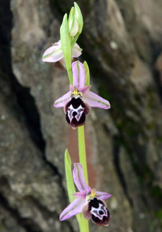 Ophrys reinholdii close