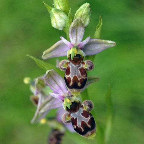 Ophrys scolopax ssp apiformis close