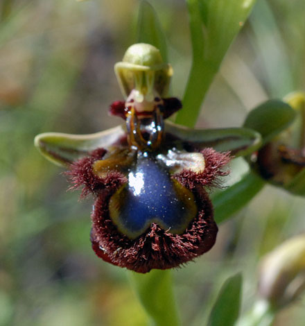 Ophrys speculum close