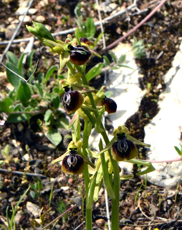 Ophrys sphegodes ssp aesculapii close