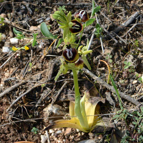 Ophrys sphegodes ssp aesculapii whole