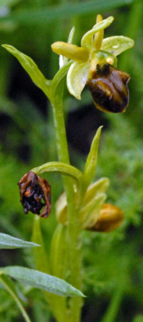 Ophrys sphegodes ssp atrata whole