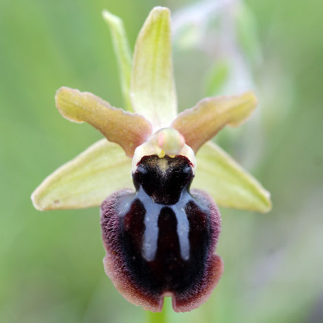 Ophrys sphegodes ssp passionis close
