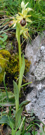 Ophrys sphegodes ssp passionis whole