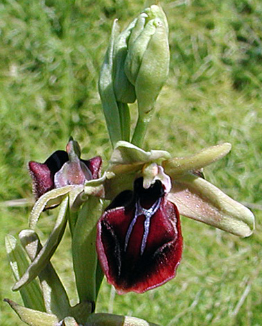Ophrys sphegodes ssp taurica whole
