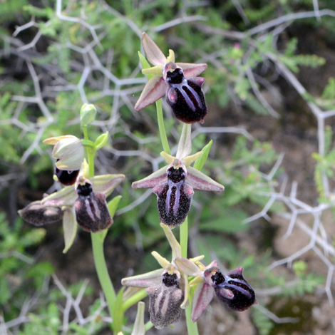 Ophrys sphegodes ssp taurica whole