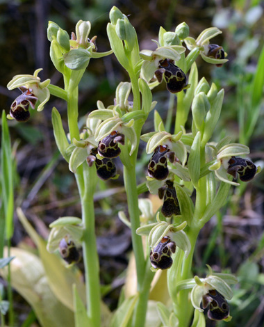 Ophrys umbilicata ssp umbilicata close