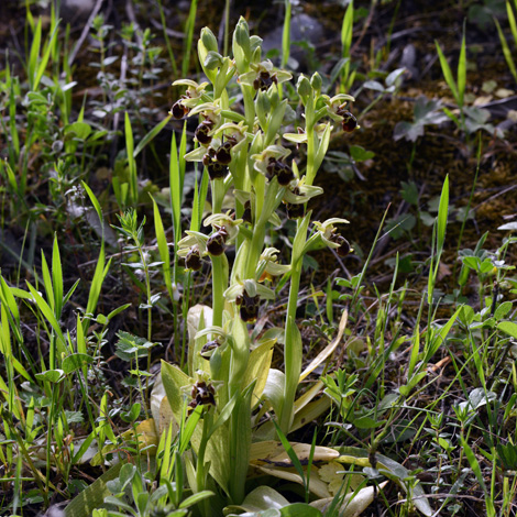 Ophrys umbilicata ssp umbilicata whole