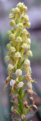 Orchis anthropophora close