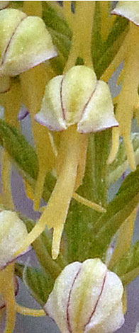 Orchis anthropophora floret
