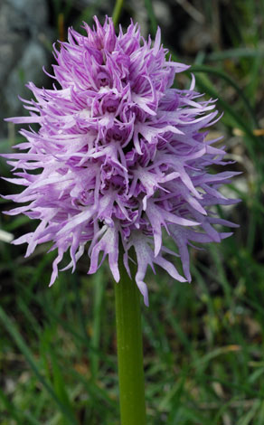 Orchis italica close