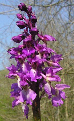 Orchis mascula close