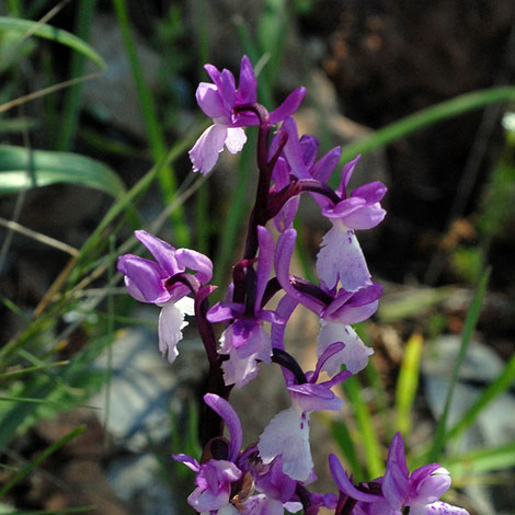 Orchis olbiensis close