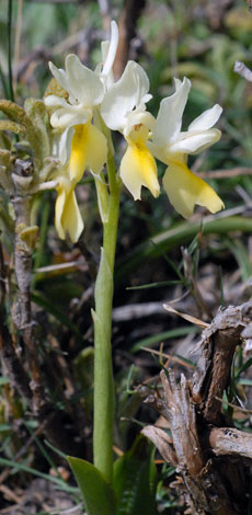 Orchis pauciflora group