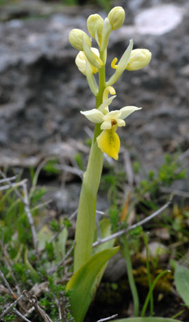 Orchis pauciflora