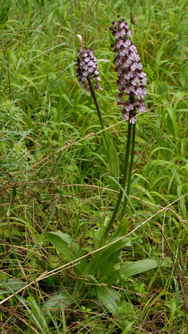 Orchis purpurea Italy whole