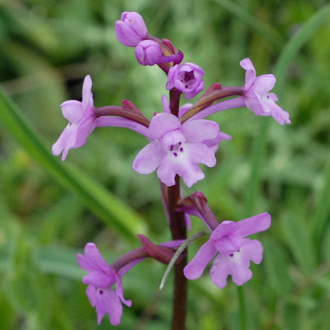 Orchis quadripunctata close