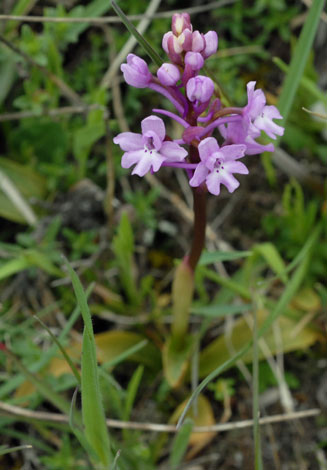 Orchis quadripunctata whole