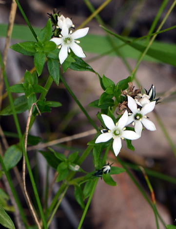 Orianthera serpyllifolia close