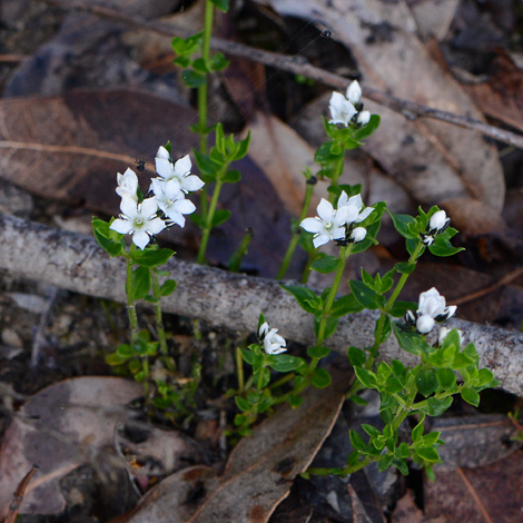 Orianthera serpyllifolia whole