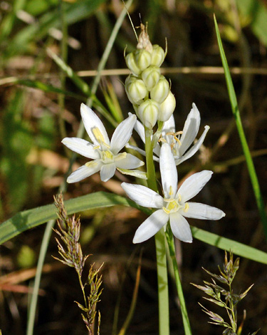 Ornithogalum arcuatum close