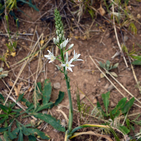 Ornithogalum arcuatum whole