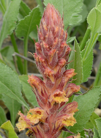 Orobanche anatolica close