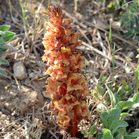 Orobanche anatolica whole
