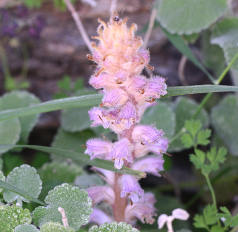 Orobanche mutellii whole