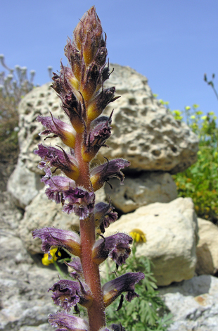 Orobanche pubescens Gozo